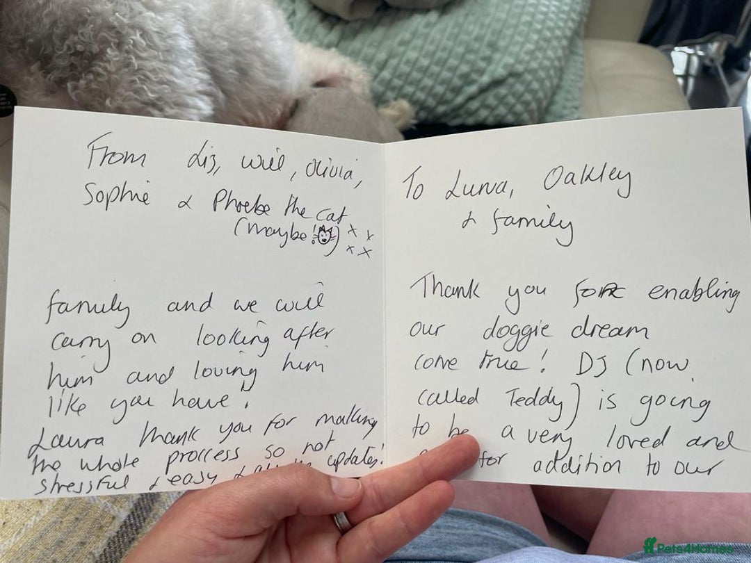 Cavachon dogs for sale: F1 CAVAPOOCHON PUPPIES  - Advert 2