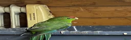 Parakeets birds for sale: Kakarki not sexed - Advert 3