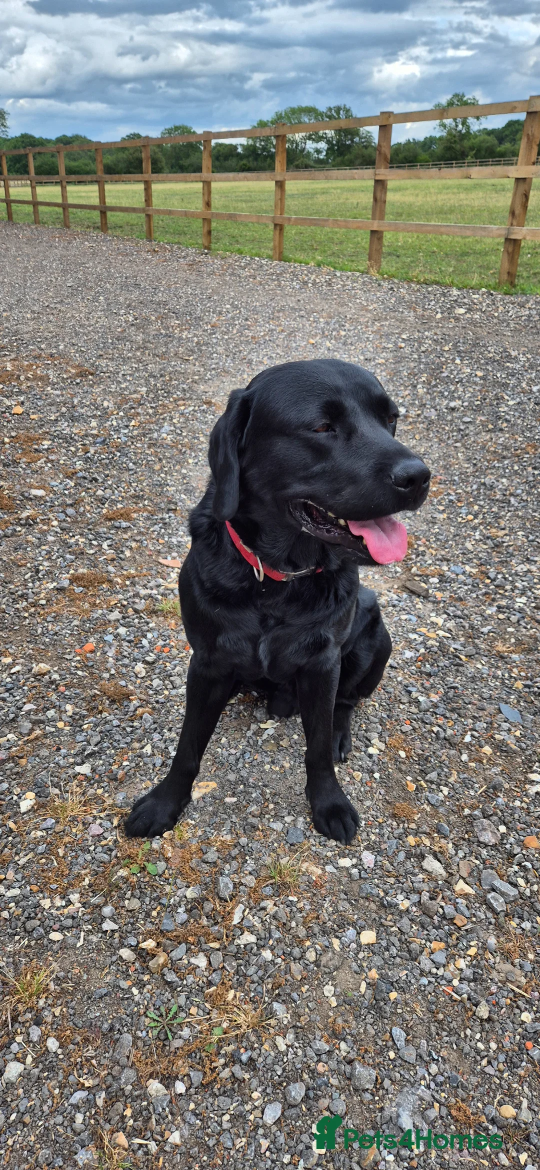 Labrador Retriever dogs for stud: Labrador Stud Available - Excellent Temperament - Advert 4