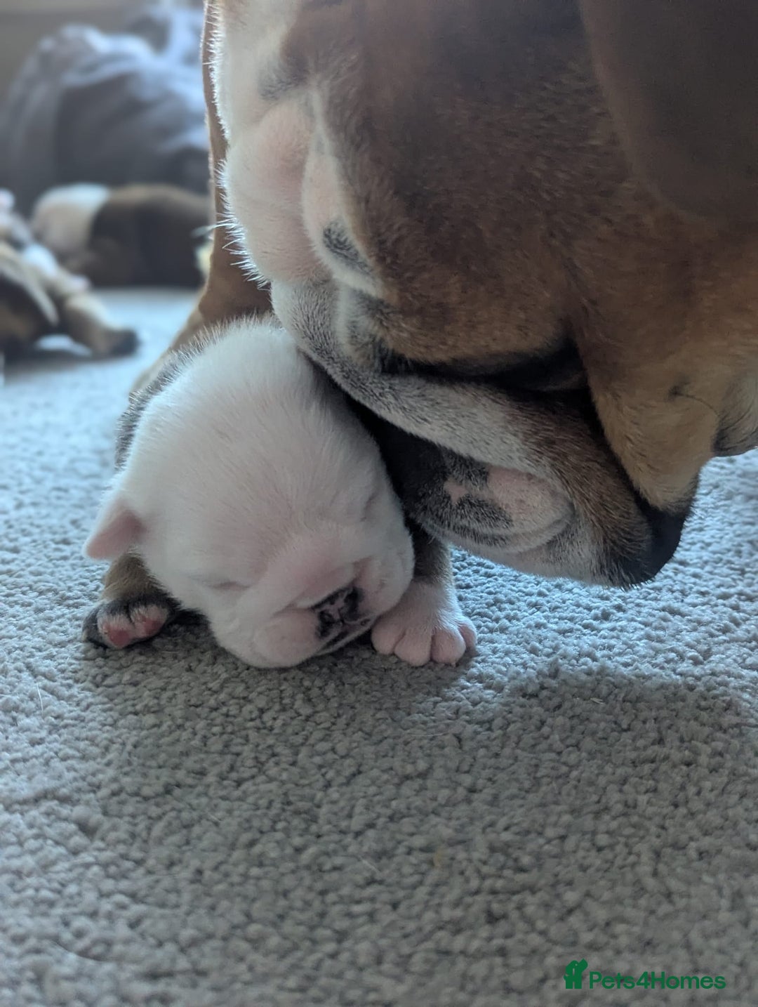 English Bulldog dogs for sale: Champion sired male puppy available  - Image 5