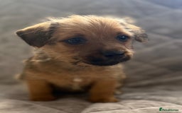 Jack Russell dogs for sale: Jack Russell pups - Image 5