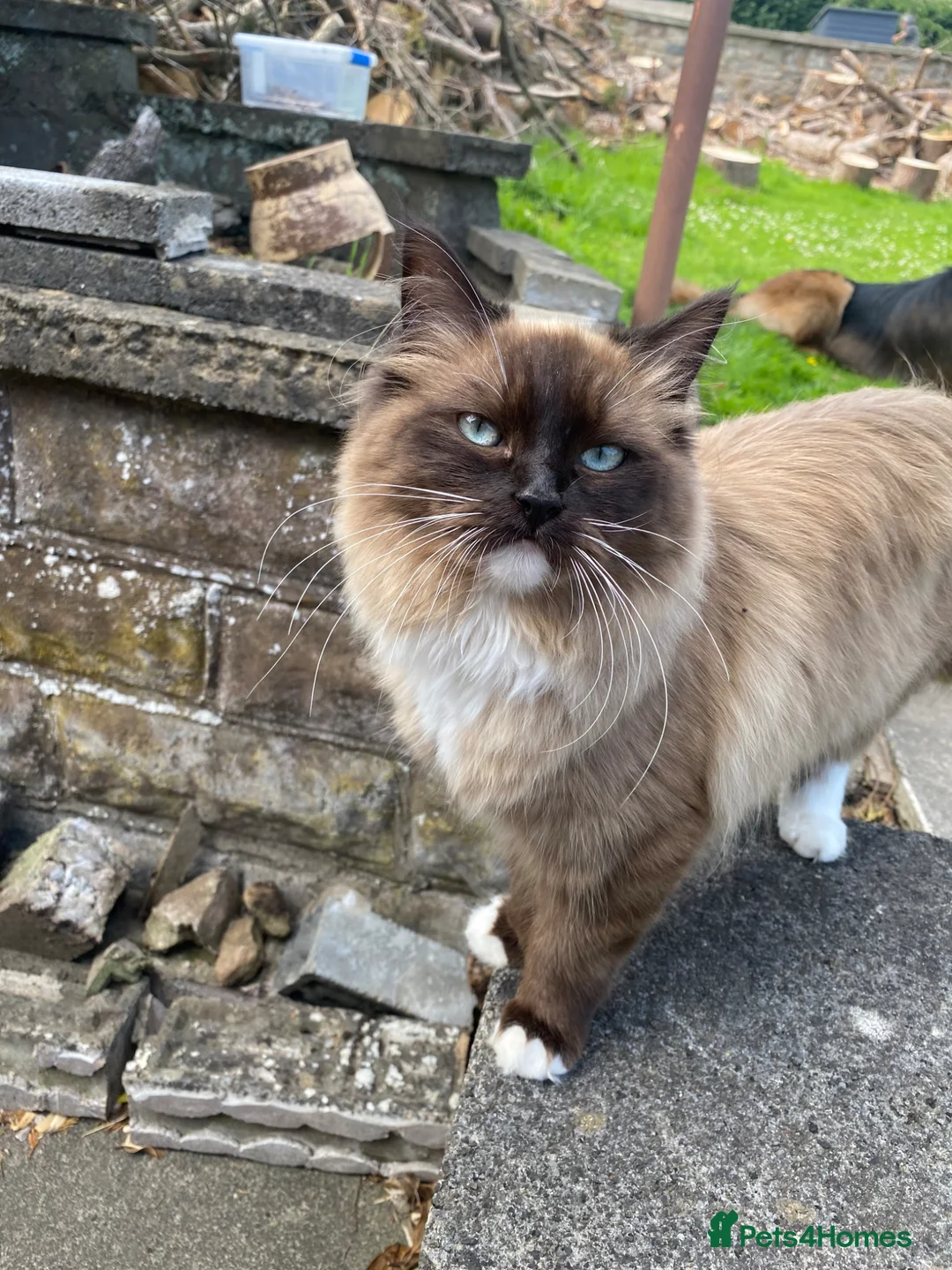 Ragdoll cats for sale: Rare blue mink mitted male  - Advert 2