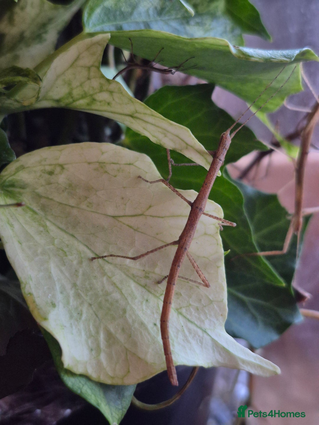 Stick Insects invertebrates for sale: Indian Stick Insects - Image 4
