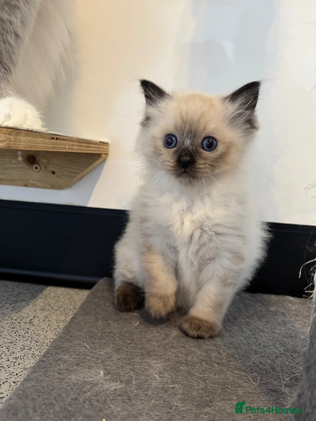 Ragdoll cats for sale: SOLD Seal mitted Ragdoll Boy in Diss - Advert 1