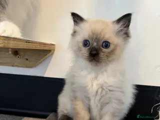 Ragdoll cats Seal mitted Ragdoll Boy - Advert 8