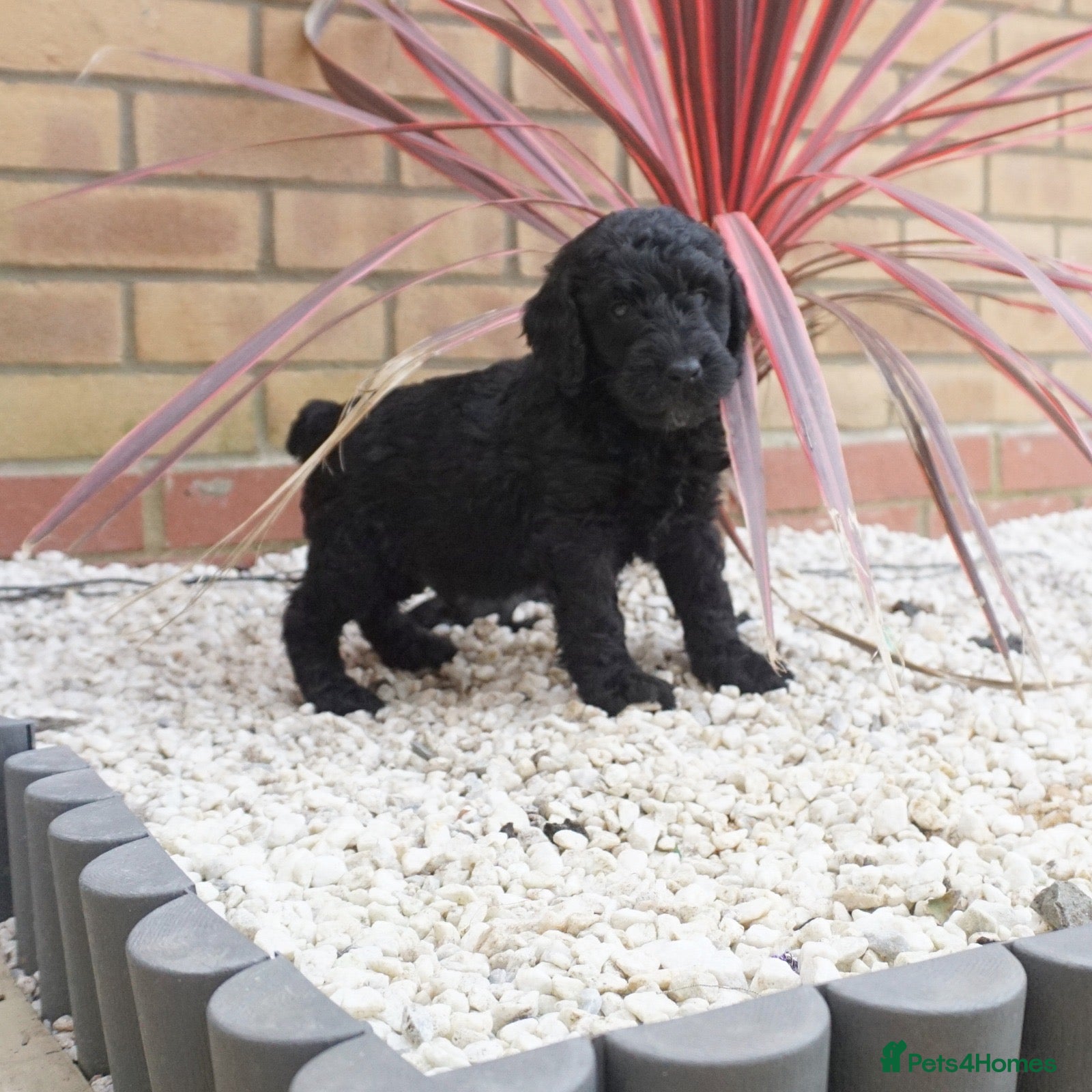 Cockapoo dogs Top quality cockapoo puppies DNA tested parents  - Advert 17