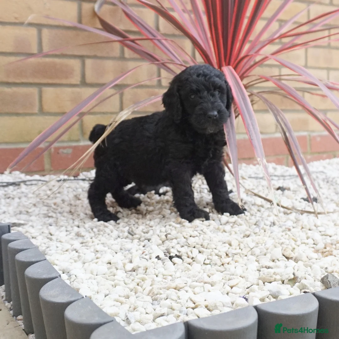 Cockapoo dogs for sale: Top quality cockapoo puppies DNA tested parents  - Advert 1
