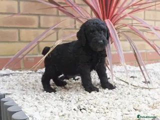 Cockapoo dogs Top quality cockapoo puppies DNA tested parents - Advert 17