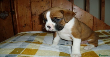 Boxer dogs - Advert 3