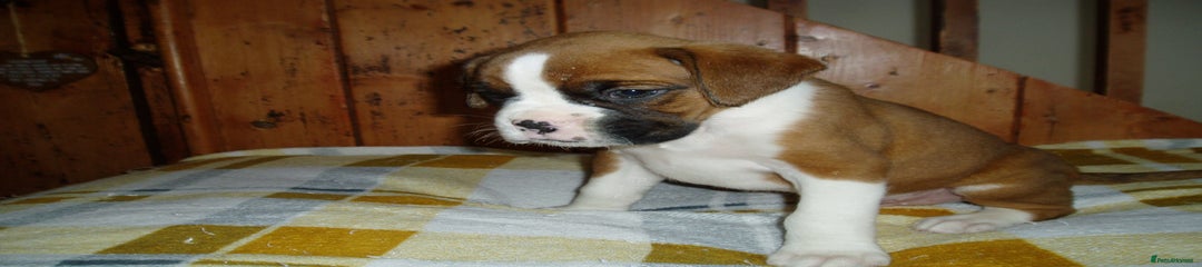 Boxer Puppy 6
