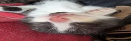 Mixed Breed cats for sale: Kittens for sale - Advert 6