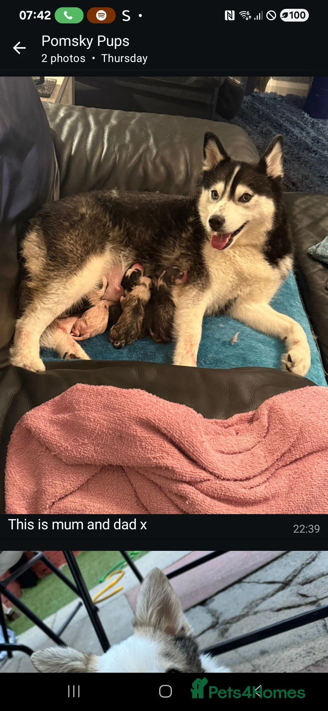 Pomsky dogs for sale: 4 and a half month old pomsky pup for sale in Liverpool - Advert 2