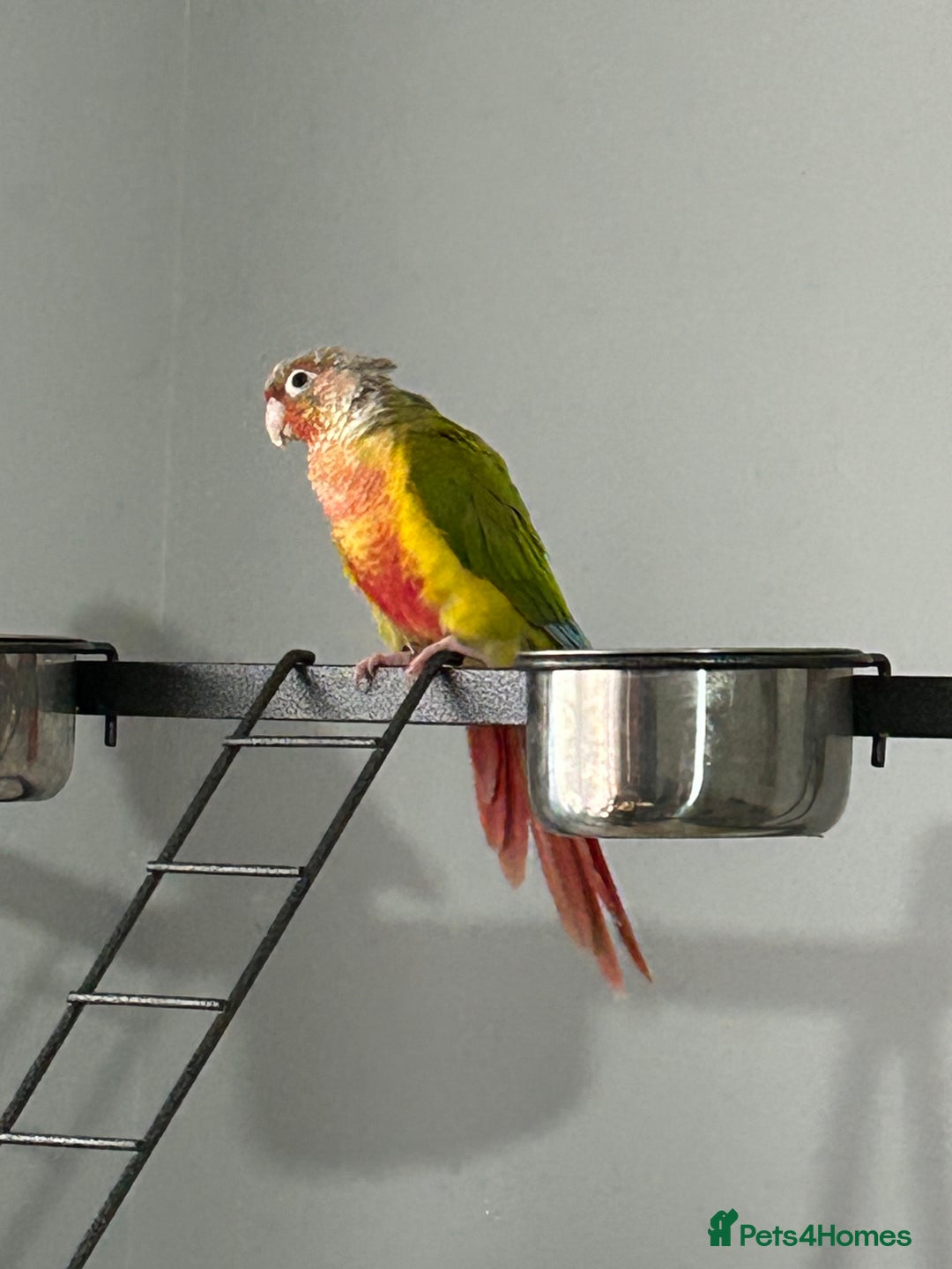 Parrots birds for sale: Three beautiful birds for sale - Advert 2