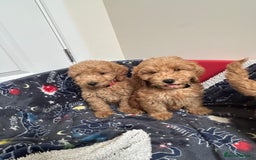 Cockapoo dogs for sale: 9 weeks old Cockapoo puppies  - Image 9