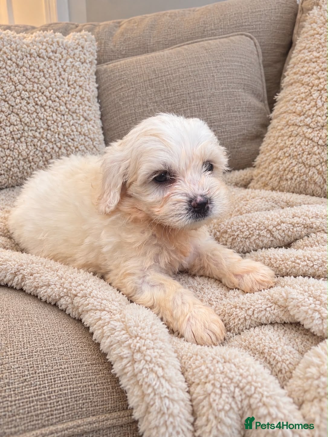 Cavapoochon dogs Cavapoochon puppies  - Advert 1