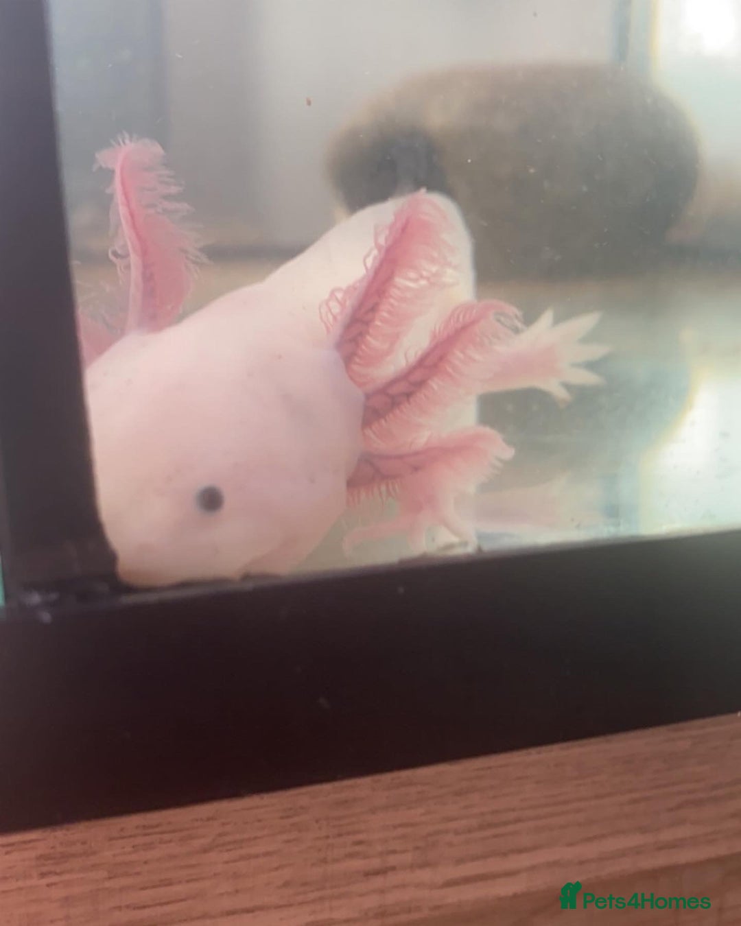 Axolotl reptiles for sale: 1 female 1 male axolotl for sale.  - Image 7