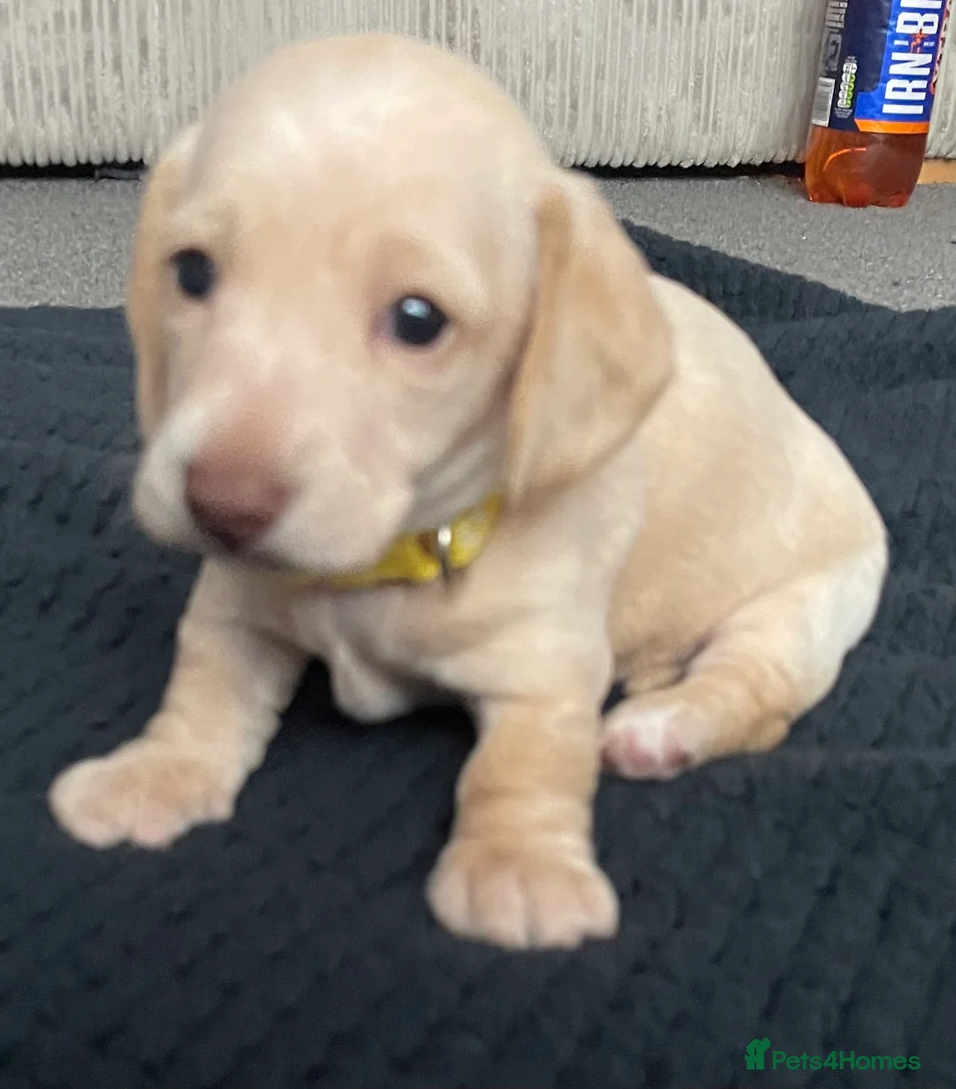 Dachshund dogs for sale: Beautiful litter of Dachshund puppies - Advert 10