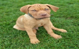 Dogue De Bordeaux dogs for sale: Dogue de Bordeaux Puppy - 3 months old - Image 5