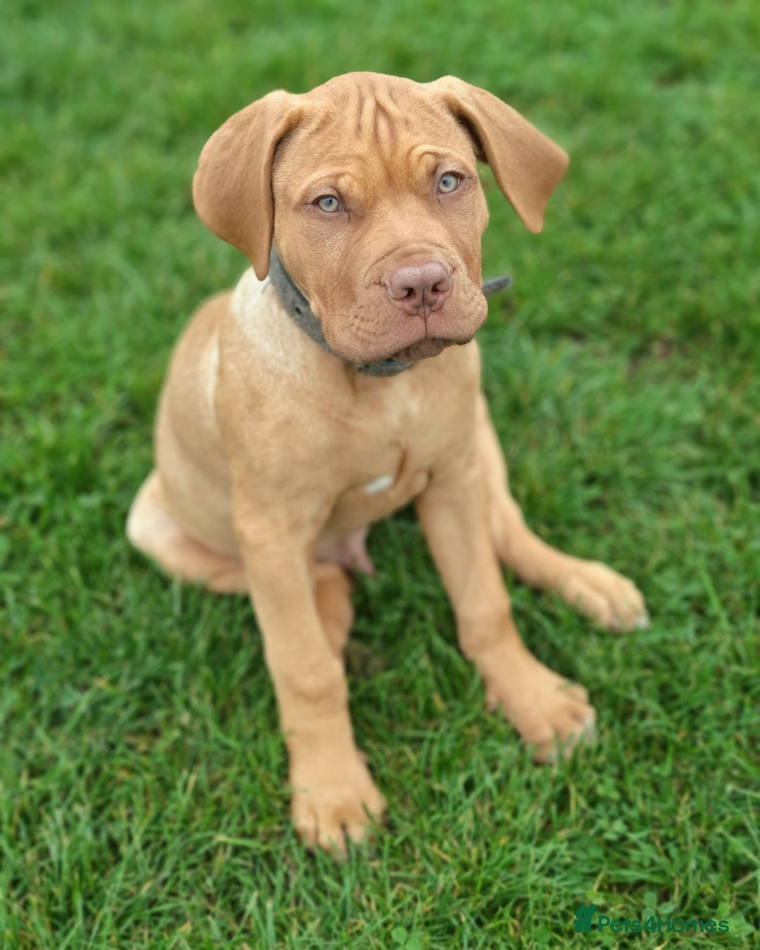 Dogue De Bordeaux dogs for sale: Dogue de Bordeaux Puppy - 3 months old - Image 5