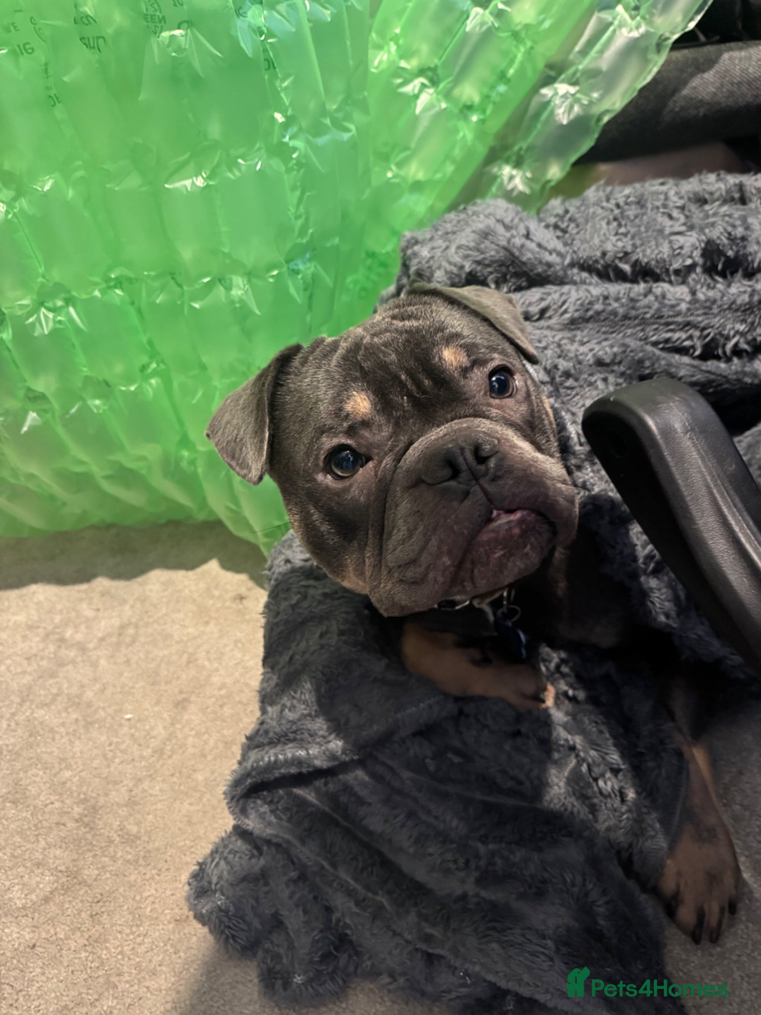 Mixed Breed dogs for sale: One year old French x olde English bulldog in Knaresborough - Advert 8