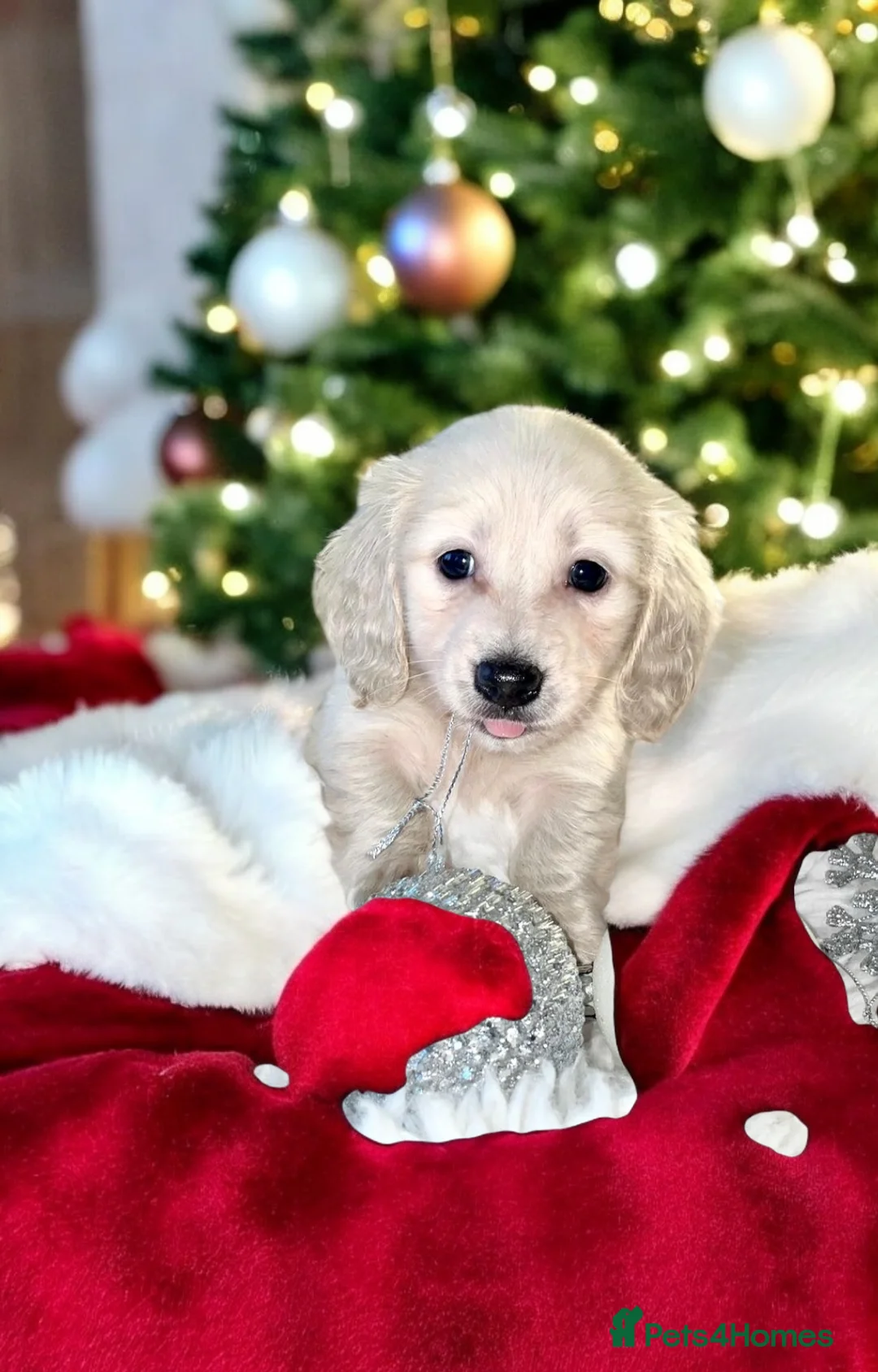 Miniature Dachshund dogs for stud: Cream Long-haired miniature Dachshund kc reg in Blackburn - Advert 10