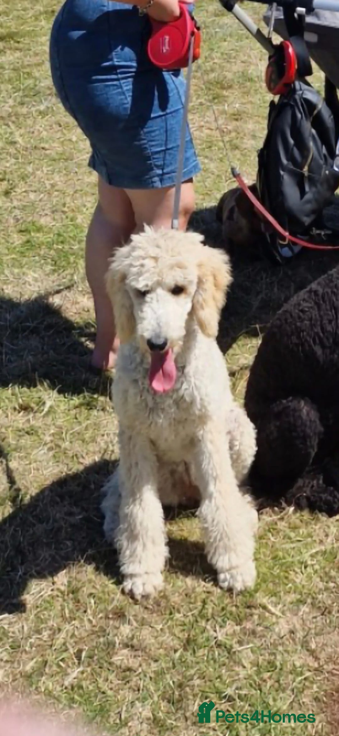 Bernedoodle dogs for sale: F1b Bernedoodle Puppies - Image 16