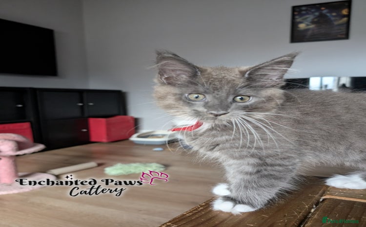 Maine Coon cats - Advert 6