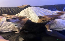 Mixed Breed dogs for sale: Jackawawa 1 year old Hugo - Image 1