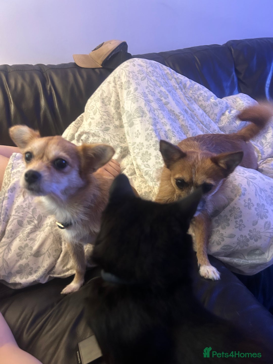 Mixed Breed dogs for sale: Jackawawa 1 year old Hugo - Image 1