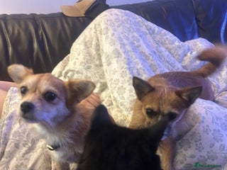 Mixed Breed dogs Jackawawa 1 year old Hugo - Advert 8