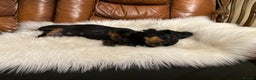 Miniature Dachshund dogs for sale: Show Quality IVDD screened KC Reg Mini Smooths  - Advert 5