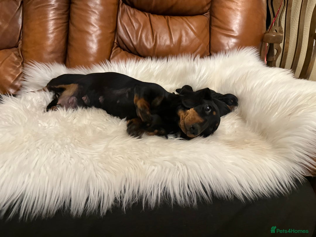 Miniature Dachshund dogs for sale: Show Quality IVDD screened KC Reg Mini Smooths  - Advert 5