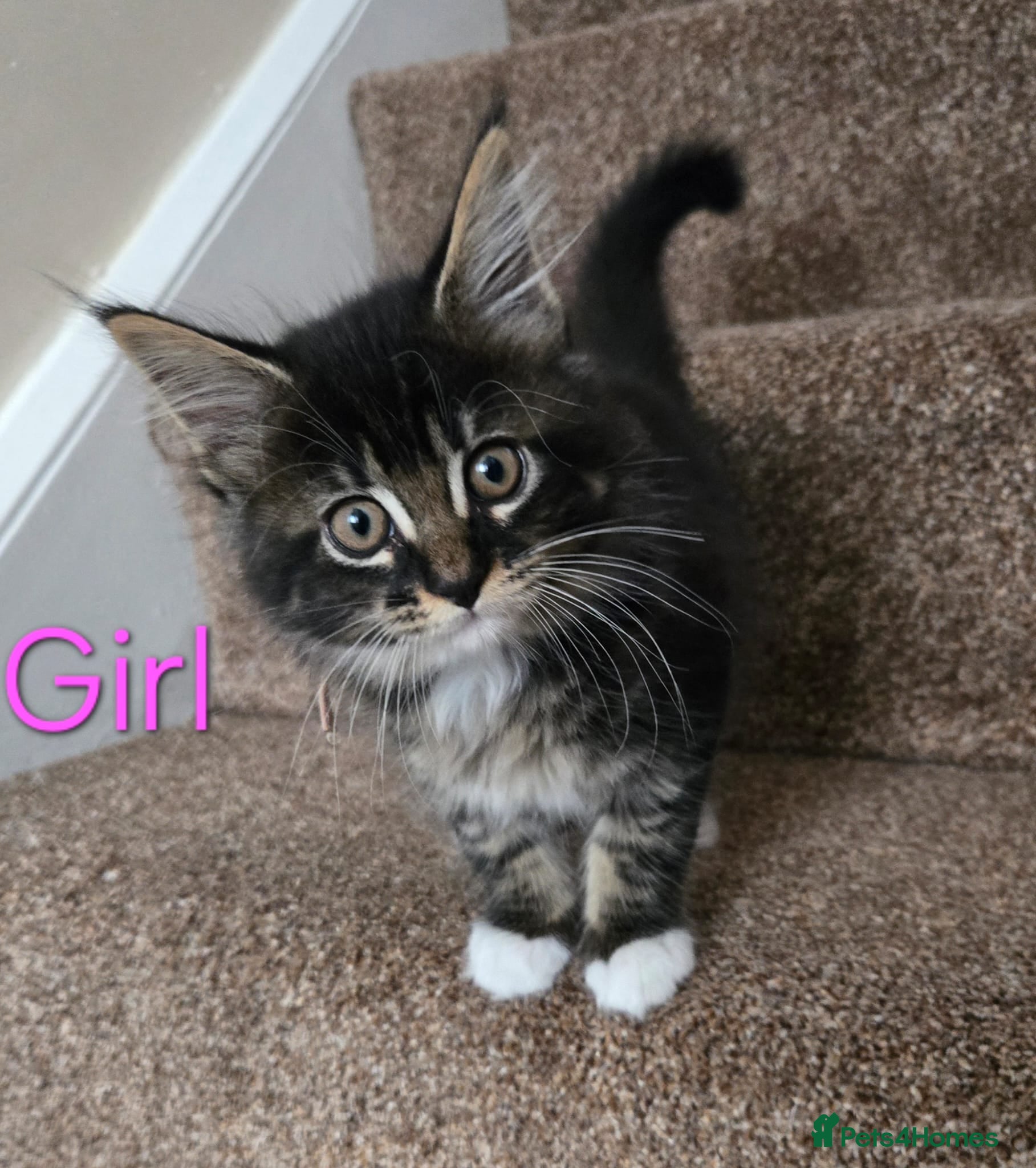 Maine Coon cats 2 Maine Coon kittens. - Advert 15