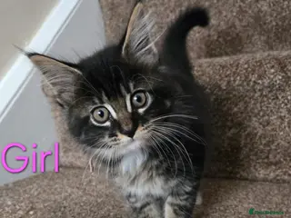 Maine Coon cats 2 Maine Coon kittens. - Advert 16