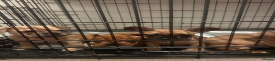Mixed Breed Puppy 6