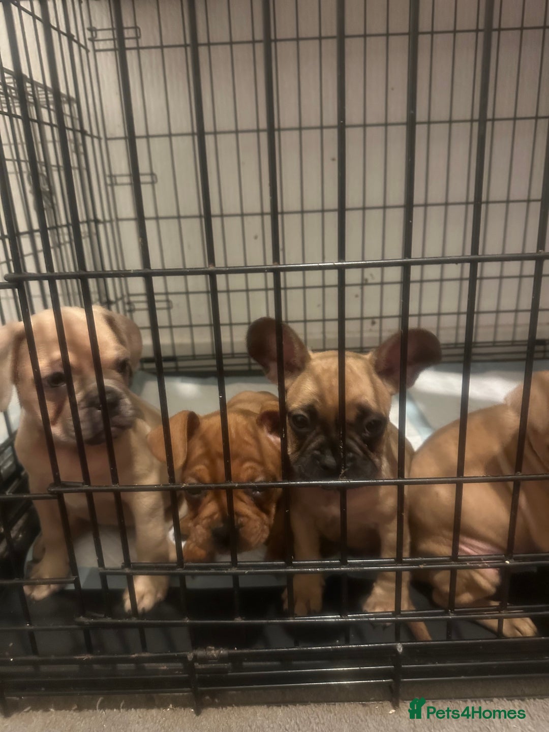 Mixed Breed dogs for sale: Rare breed French Bulldog x English bulldog   - Image 20
