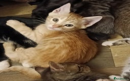 Bengal cats for sale: Bengal Mix Kittens High % Wild Asian Leopard Cat  - Image 12