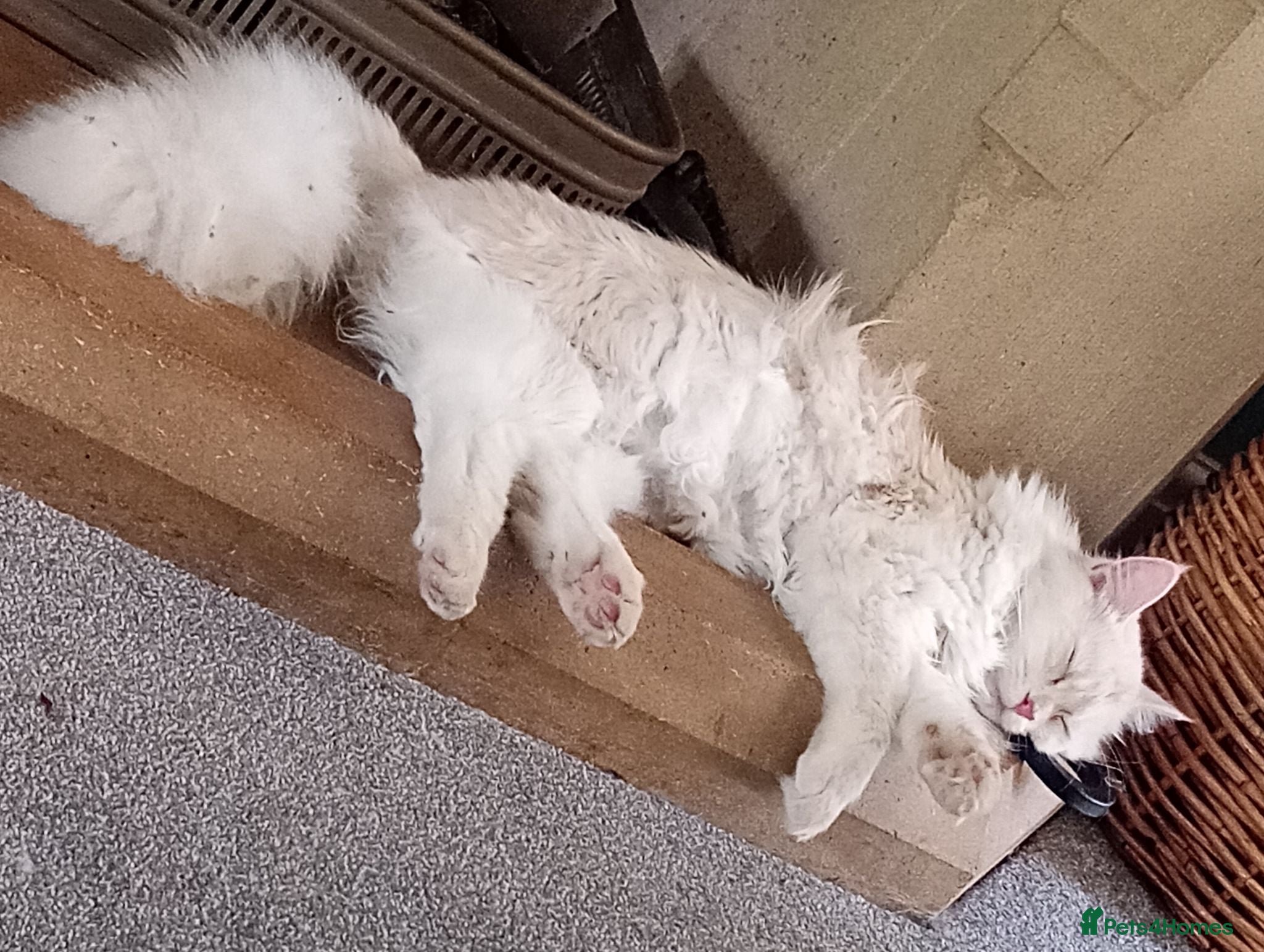 Maine Coon cats 8 month old kitten  - Advert 2
