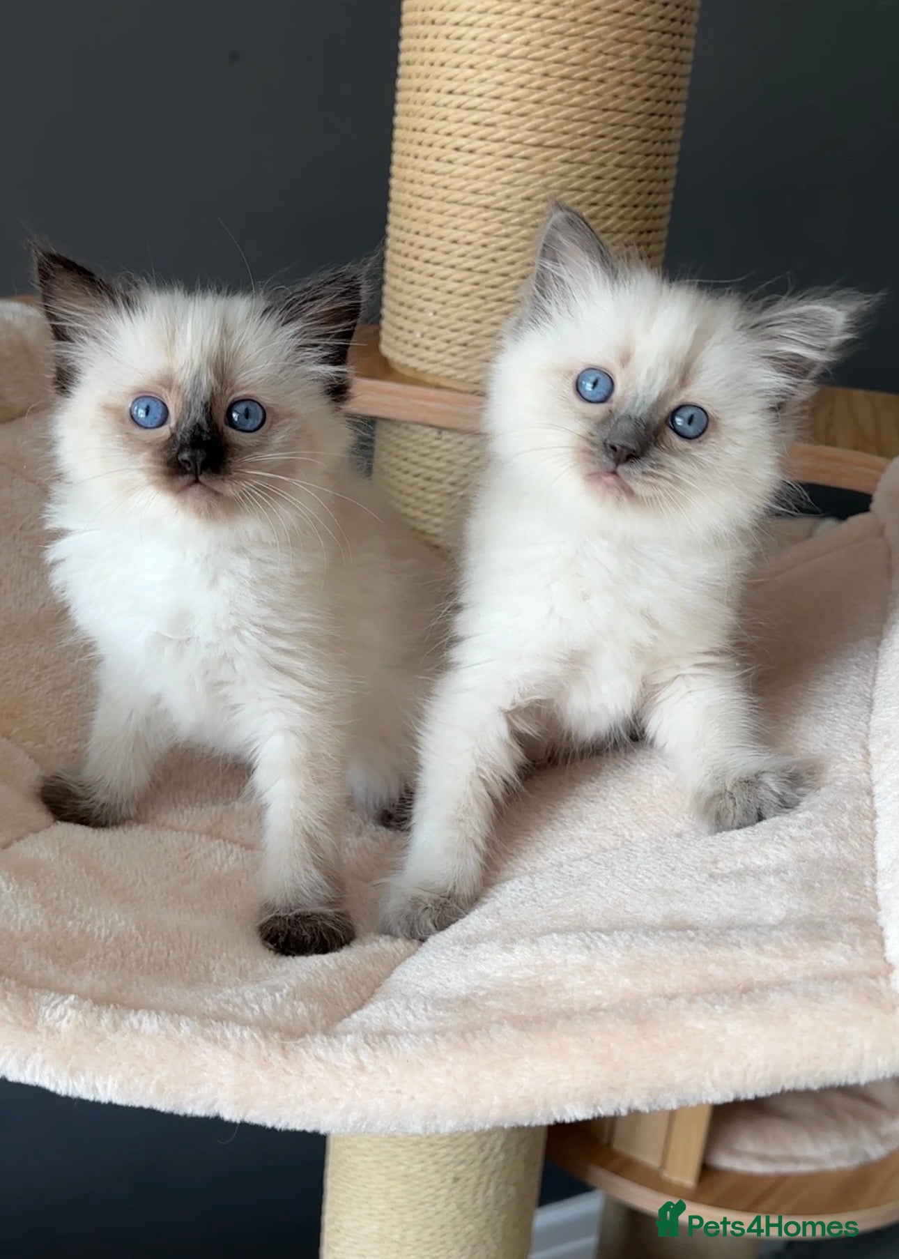Ragdoll cats for sale: Ragdoll Kittens GCCF & Health Tested  - Advert 18