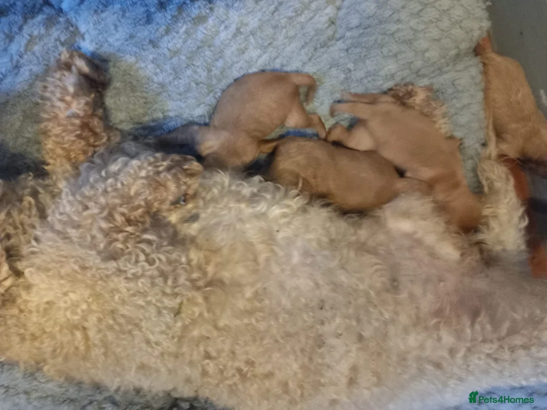 Cavapoo dogs for sale: Cavapoo Pups  in Ripley - Advert 2