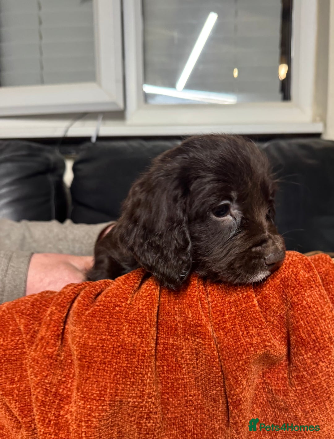 Sprocker dogs for sale: 6x sprocker spaniels  - Advert 3