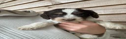 Mixed Breed dogs for sale: Sproodle puppies for sale  - Advert 15