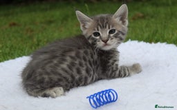 Savannah cats for sale: Stunning Savannahx Maine coons - Image 14