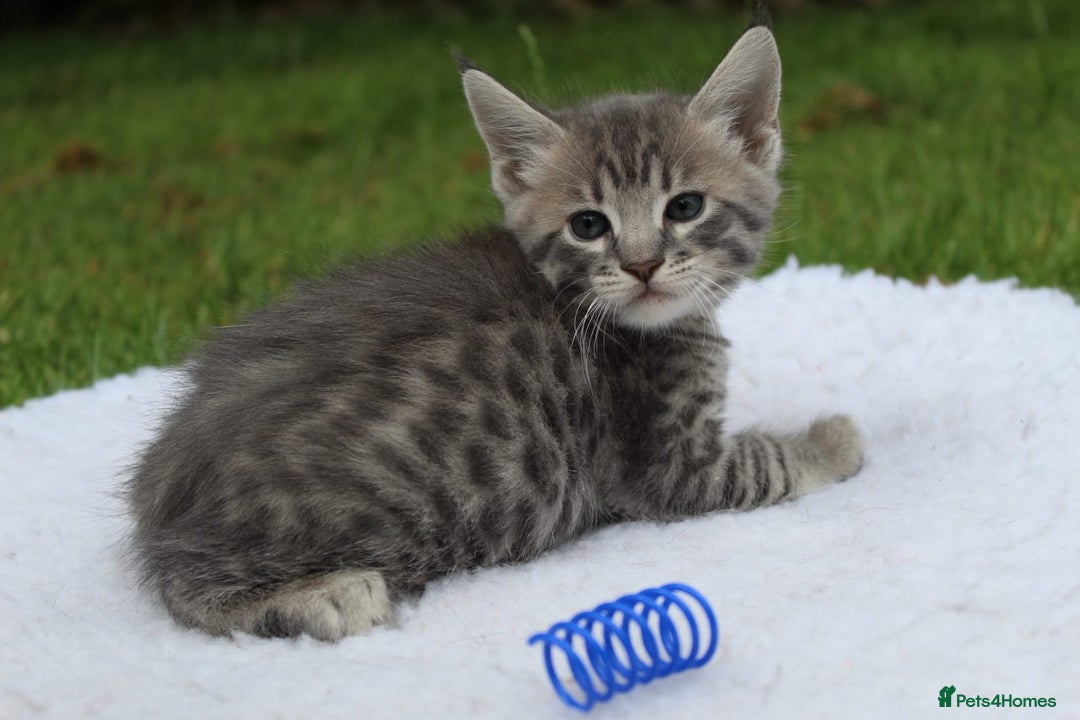 Savannah cats for sale: Stunning Savannahx Maine coons - Image 14