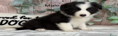 Black and White Male
