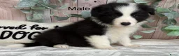 Border Collie dogs for sale: Gorgeous Border Collie Puppies  in Wisbech - Advert 5