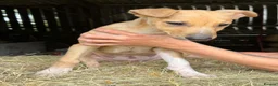 Lurcher dogs for sale: Quality Lurcher pups  in Cwmbran - Advert 14