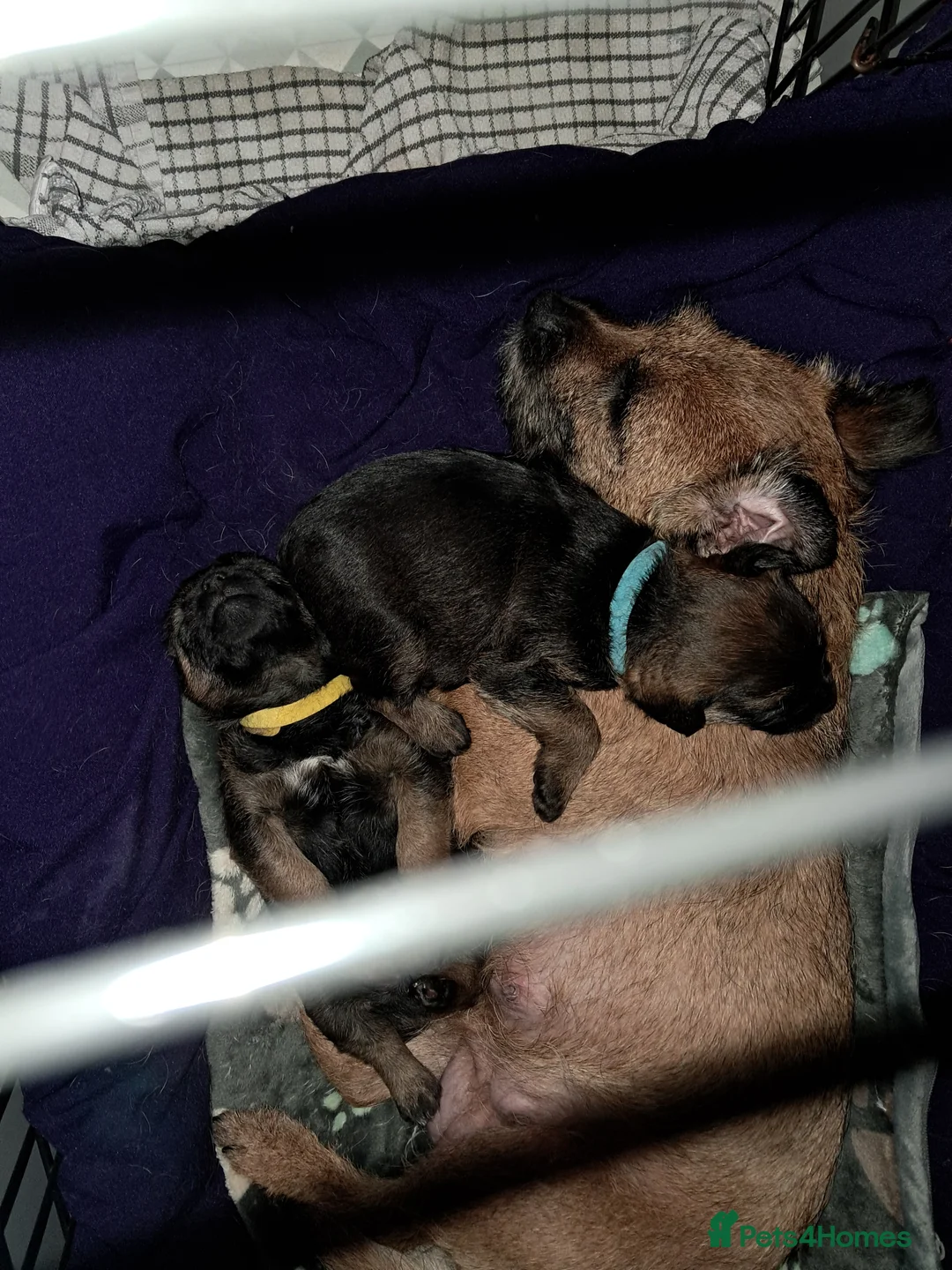 Border Terrier dogs for sale: Border terrier pups - Advert 2