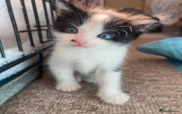Mixed Breed cats for sale: 3 Beautiful boys  - Image 6