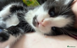 British Longhair cats for sale: Three adorable kittens  - Image 22
